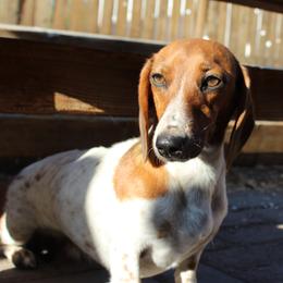 Liza - Dachshund