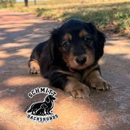 Wendy - Black and tan female Dachshund puppy in Ramona, Oklahoma from Schmitt Dachshunds