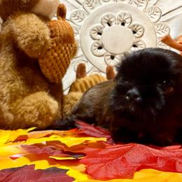 Velvet - Black female Shih Tzu puppy in Sherman, Texas from Shannon’s Sugar Sweet Shih Tzu’s