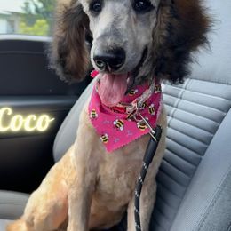 Aussiedoodle, Australian Shepherd, Cockapoo, Goldendoodle, and Poodle Puppies from K&S Country Kennels
