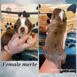 Girl 1 - Brown merle female Aussiedoodle puppy in Hillsboro, Illinois from Perfect Paws Puppies