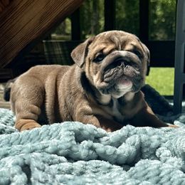 Saturn - Chocolate tri-color female Bulldog puppy in Fort White, Florida from Bullgodz English Bulldogs