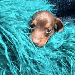 Walnut Butter - Chocolate and tan male Dachshund puppy in Bremen, Georgia from Jones Royal Kennels / Jones Miniature Dachshunds