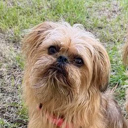 Zoe - Brussels Griffon