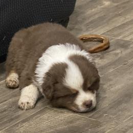 Aussiedoodle and Australian Shepherd Puppies from SS Australian Shepherds