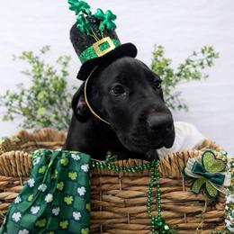 Chili - Black female Great Dane puppy in Brooksville, Florida from Follow My Lead Great Danes