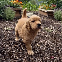 Golden Retriever puppies from Everest's Golden Legacy