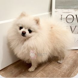 Minka - Pomeranian