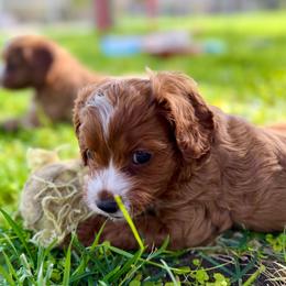 Boy 1 - Red male Cavapoo puppy in Kerman, California from Myers Cavapoos