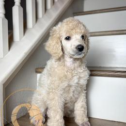Pixie - White female Poodle puppy in Murrieta, California from Apricot Poodles & Goldendoodles, LLC