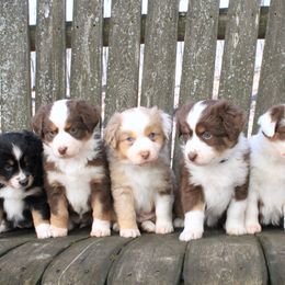 Miniature American Shepherd and Miniature Australian Shepherd Puppies from Impression Dogs