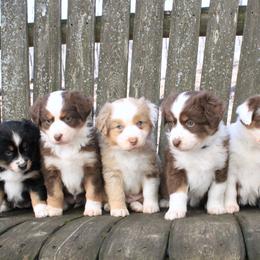 Miniature American Shepherd and Miniature Australian Shepherd Puppies from Impression Dogs
