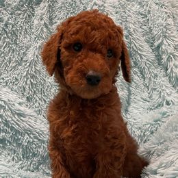 Penny - Goldendoodle puppy in Harrisburg, Arkansas from Ransone’s Ridge Runners Poodles and Doodles