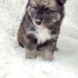 Mommas Boy - Wolf sable male Pomsky puppy in Spring City, Pennsylvania from Pomsky Power Puppies