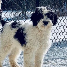 Maya - Bernedoodle