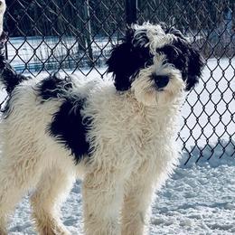 Maya - Bernedoodle