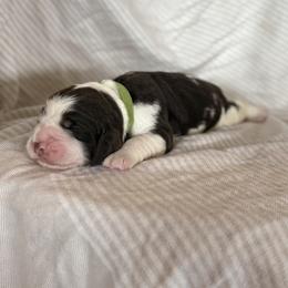Butch Cassidy - Liver white and tan male English Springer Spaniel puppy in Greenfield Center, New York from Ridgeview Springers & Dachshunds