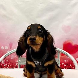 Dachshund Puppies from Pigeon Hill Dachshunds