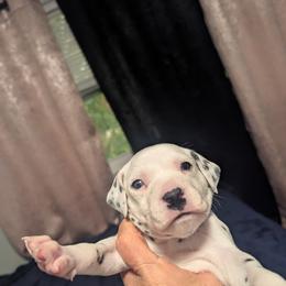 Boy 3 Dewalt Yellow Collar - White and black male Dalmatian puppy in Sebring, Florida from God It Covered In Spots Dalmatians