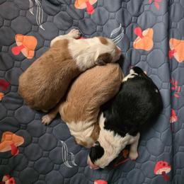 Border Collie puppies from Lil Maine Border Collies
