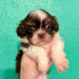 Horatio - Liver and white male Shih Tzu puppy in Stroud, Oklahoma from Laik’s Little Shihtz & Poms