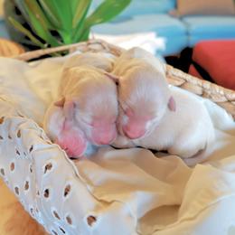 Boy 3 - Cream male Dachshund puppy in Walla Walla Valley, Oregon from English Cream Dachshunds
