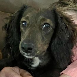 Notcho - Dachshund