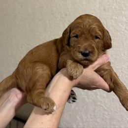 Gumdrop (Green Collar) - Red  male Goldendoodle puppy in Bay City, Texas from Charming Doods