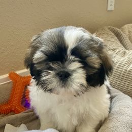 Shih Tzu Puppies from Willow Lane Shih Tzus