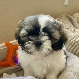 Shih Tzu Puppies from Willow Lane Shih Tzus