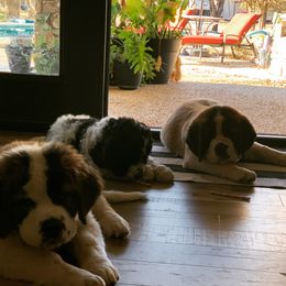 Newfoundland, Poodle, Saint Berdoodle, and Saint Bernard Puppies from Mammoth Doodles