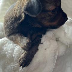 Prague Ratter Puppies from North Star Gem’s Prague Ratters