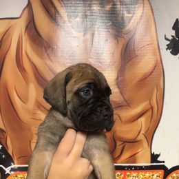 BMW - Fawn male Bullmastiff puppy in South Attleboro, Massachusetts from Bessettes Bullies