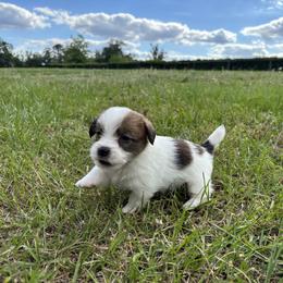 Sassy x Bruno Male 1 - White and tan male Russell Terrier puppy in Ocala, Florida from Jumping Jacks Russells