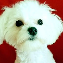 Napoleon - Maltese