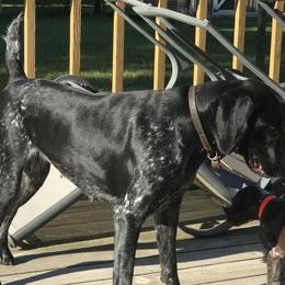 German Shorthaired Pointers from Temple Gun Dogs