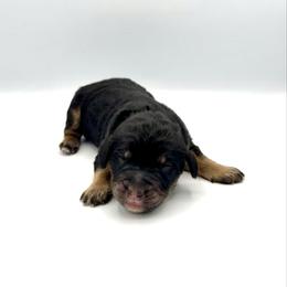 Matey - Phantom male Bernedoodle puppy in Pulaski, Tennessee from Doodle My Heart