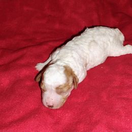 Buddy - Blenheim male Cavapoo puppy in Spanish Fork, Utah from Sugar Doodles Pups