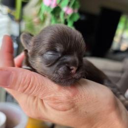 Jordan - Chocolate and tan male Shih Tzu puppy in Lancaster, Ohio from Wandering Tzu