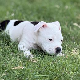 Secretariat - Black tri-color female American Bully puppy in Princeton, Texas from District 12 Kennels