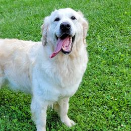 Willow - Golden Retriever