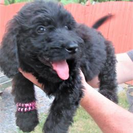 "Purple 07/2022" Bernedoodle Puppies from Snuggle Bug Doodles