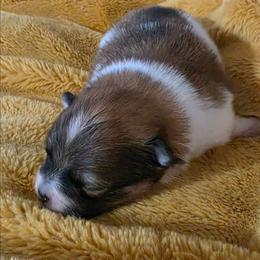 Bear - Tri-colored male Pomeranian puppy in Cleveland, Tennessee from Deborah's Darlings