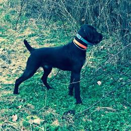 Ditto - German Wirehaired Pointer