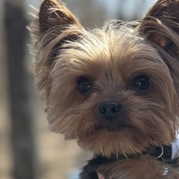 Juddy - Yorkshire Terrier