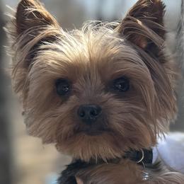 Juddy - Yorkshire Terrier