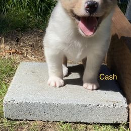 Australian Shepherd Puppies from The Joyful Australian Shepherd