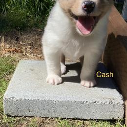 Australian Shepherd Puppies from The Joyful Australian Shepherd