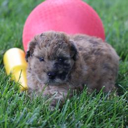 Max - Merle male Whoodle puppy in West Bend, Iowa from Blue Skies Terriers