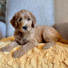 Snoopy (Green Collar) - Red  male Goldendoodle puppy in Bay City, Texas from Charming Doods